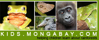 Monkey frog in Peru, Owl butterfly in the Amazon, Shoebill in Uganda, infant lowland gorilla in gabon, green python in Borneo